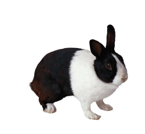 黑白色小兔子