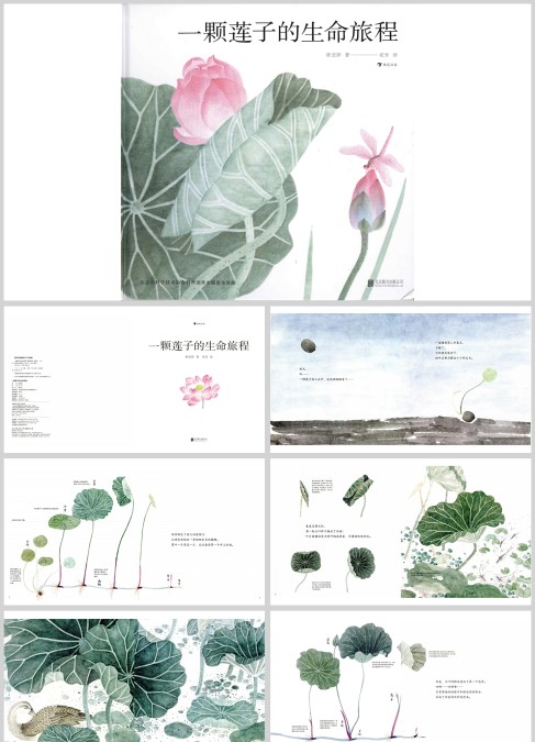 一颗莲子的生命旅程