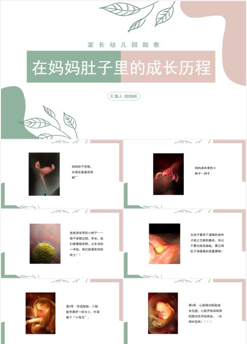 家长幼儿园助教在妈妈肚子里的成长历程