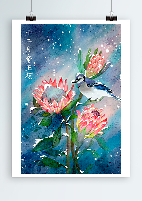 十二月帝王花：花中之王，美丽优雅