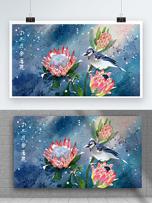 十二月帝王花：花中之王，朵朵动人